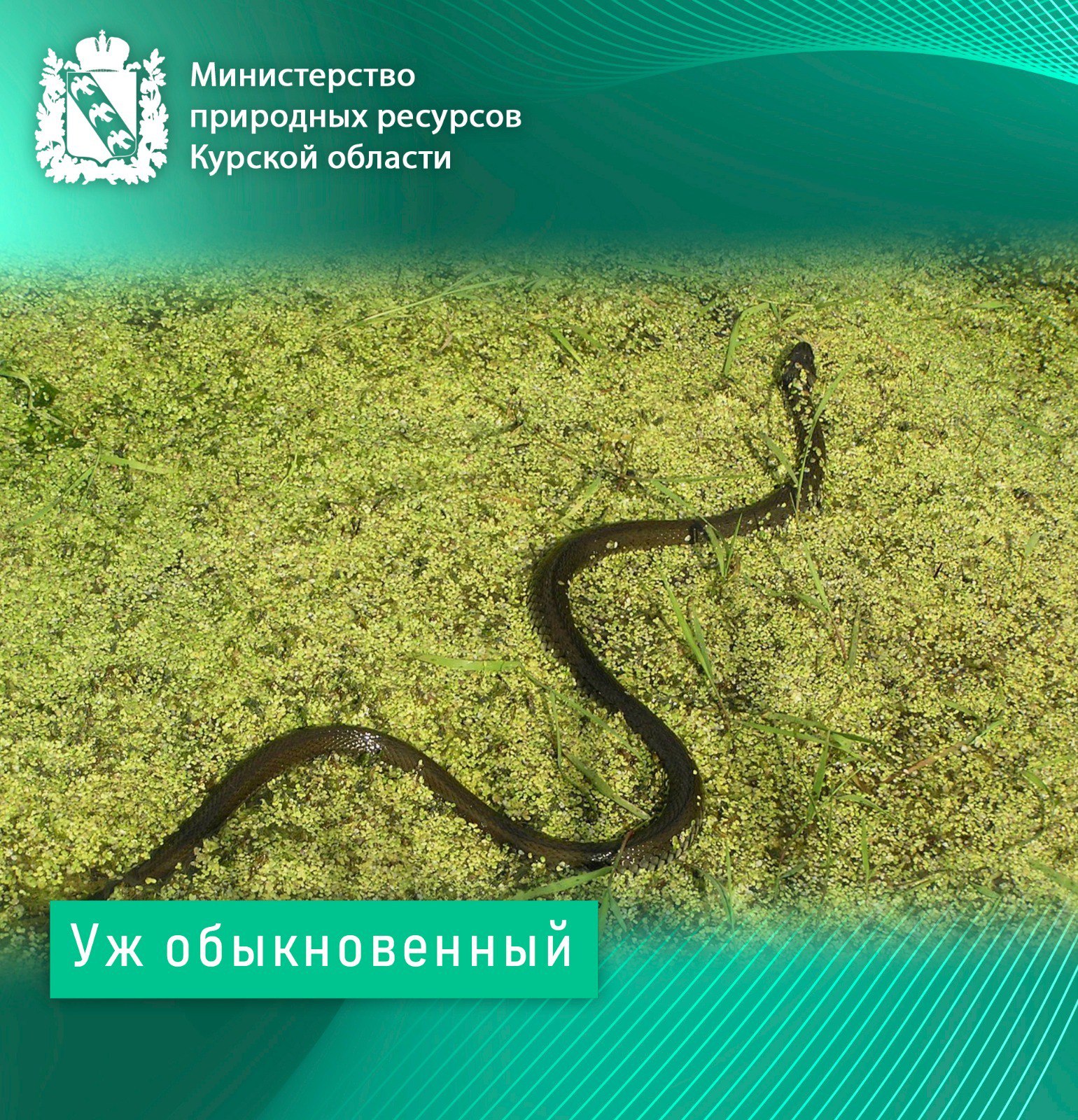 Ужеобразные Курской области Ужеобразные Курской области