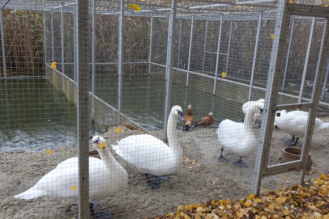 Игорь Корпунков: В Курчатове продолжаются работы по благоустройству Парка птиц «Жар-птица» и улучшению условий содержания его пернатых обитателей Игорь Корпунков: В Курчатове продолжаются работы по благоустройству Парка птиц «Жар-птица» и улучшению условий содержания его пернатых обитателей