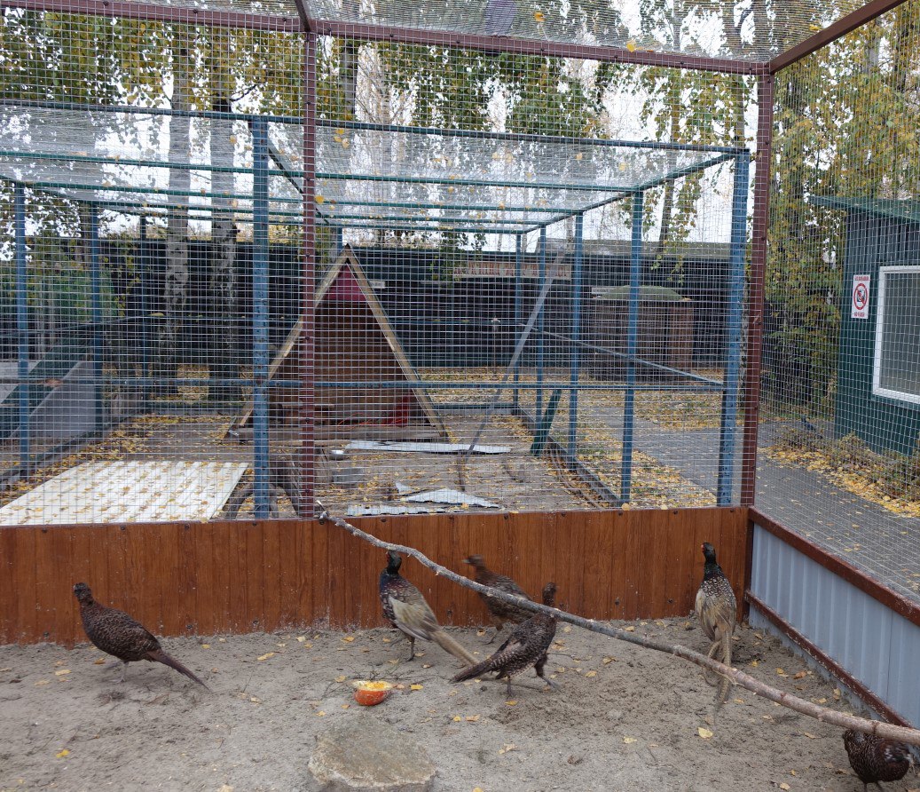 Игорь Корпунков: В Курчатове продолжаются работы по благоустройству Парка птиц «Жар-птица» и улучшению условий содержания его пернатых обитателей Игорь Корпунков: В Курчатове продолжаются работы по благоустройству Парка птиц «Жар-птица» и улучшению условий содержания его пернатых обитателей