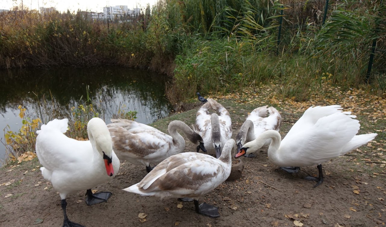 Игорь Корпунков: В Курчатове продолжаются работы по благоустройству Парка птиц «Жар-птица» и улучшению условий содержания его пернатых обитателей