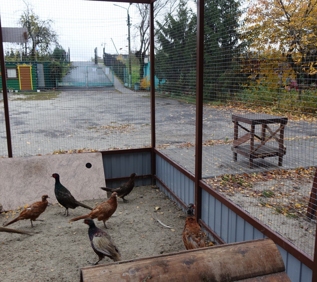 Игорь Корпунков: В Курчатове продолжаются работы по благоустройству Парка птиц «Жар-птица» и улучшению условий содержания его пернатых обитателей Игорь Корпунков: В Курчатове продолжаются работы по благоустройству Парка птиц «Жар-птица» и улучшению условий содержания его пернатых обитателей