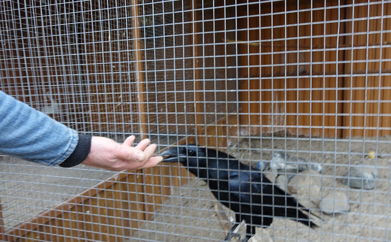 Игорь Корпунков: В Курчатове продолжаются работы по благоустройству Парка птиц «Жар-птица» и улучшению условий содержания его пернатых обитателей Игорь Корпунков: В Курчатове продолжаются работы по благоустройству Парка птиц «Жар-птица» и улучшению условий содержания его пернатых обитателей