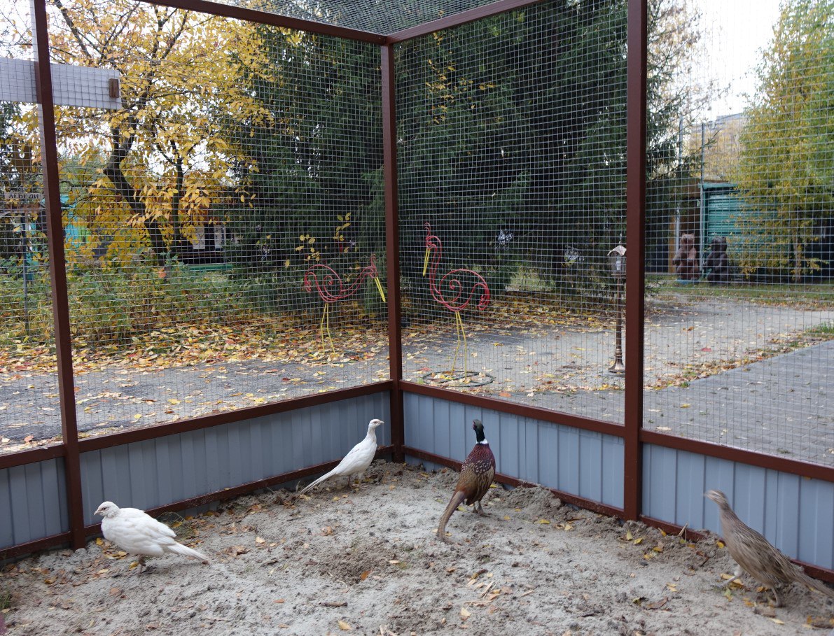 Игорь Корпунков: В Курчатове продолжаются работы по благоустройству Парка птиц «Жар-птица» и улучшению условий содержания его пернатых обитателей Игорь Корпунков: В Курчатове продолжаются работы по благоустройству Парка птиц «Жар-птица» и улучшению условий содержания его пернатых обитателей