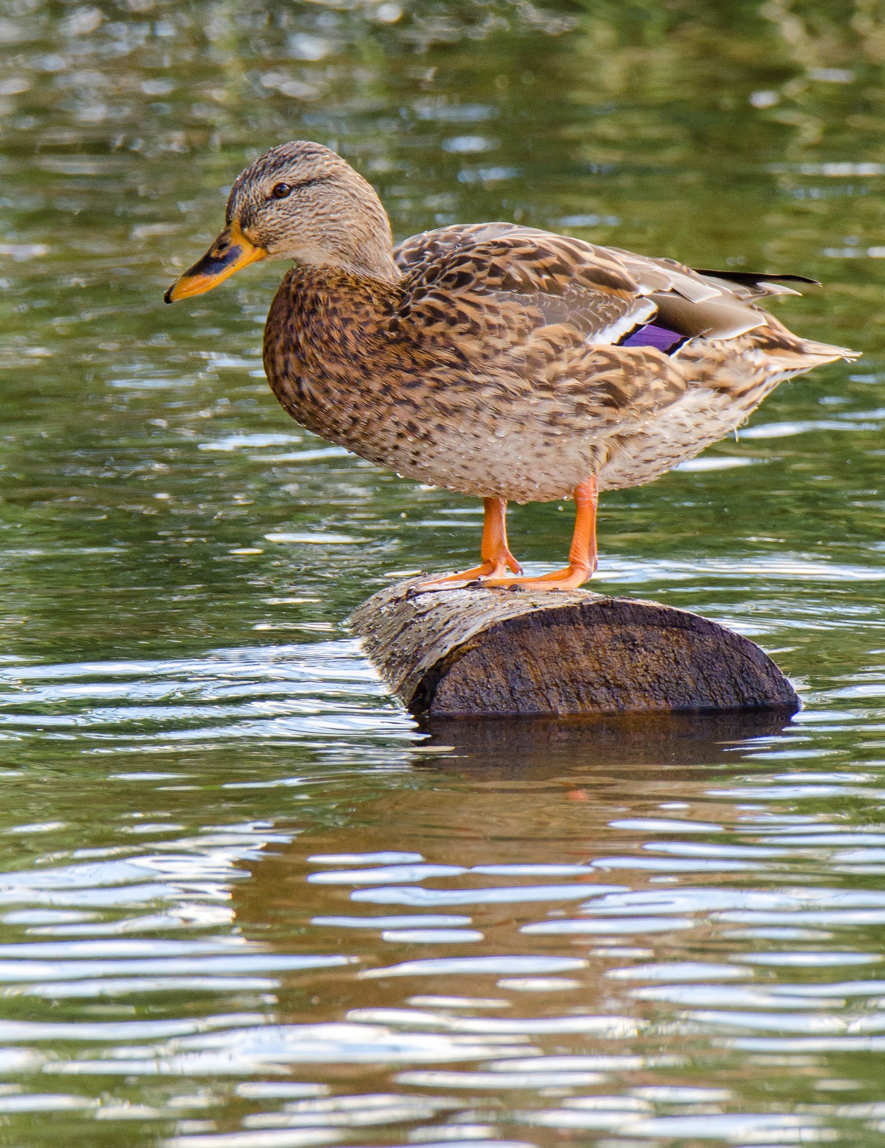 Доброе утро! Сегодня последний день октября Доброе утро! Сегодня последний день октября