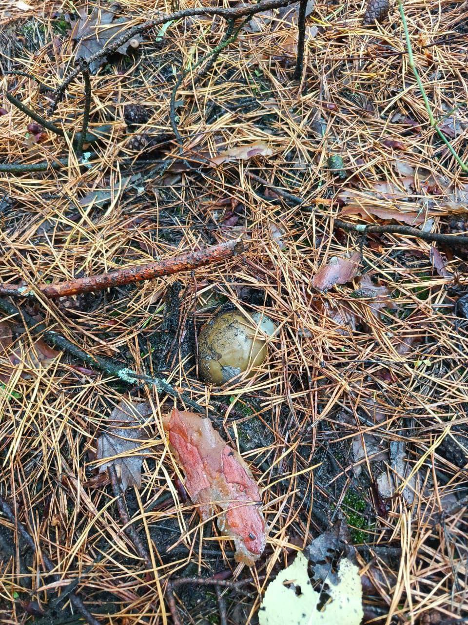 В Курской области «барсы» продолжают разминировать территории В Курской области «барсы» продолжают разминировать территории