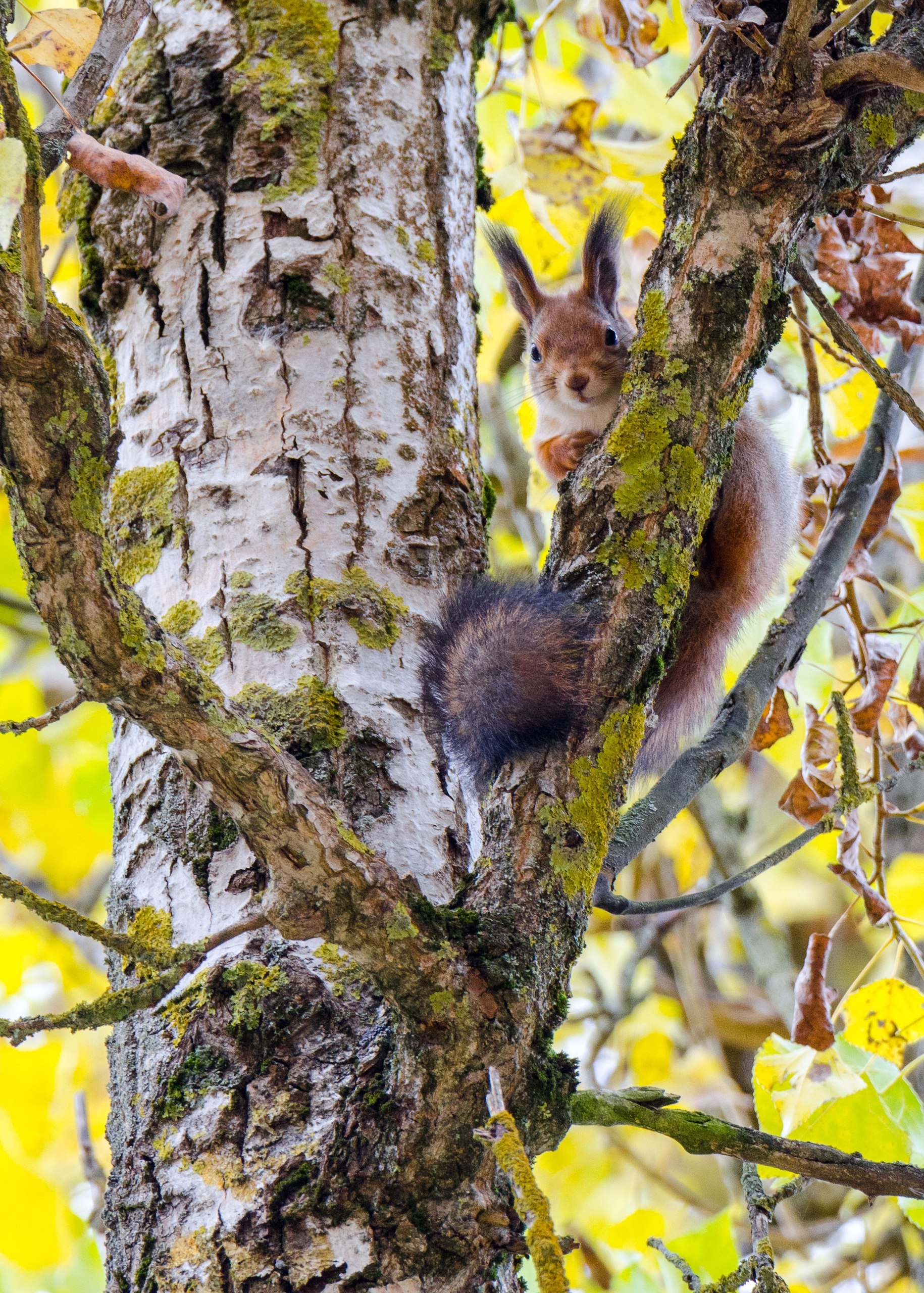 Доброе утро! Сегодня последний день октября Доброе утро! Сегодня последний день октября