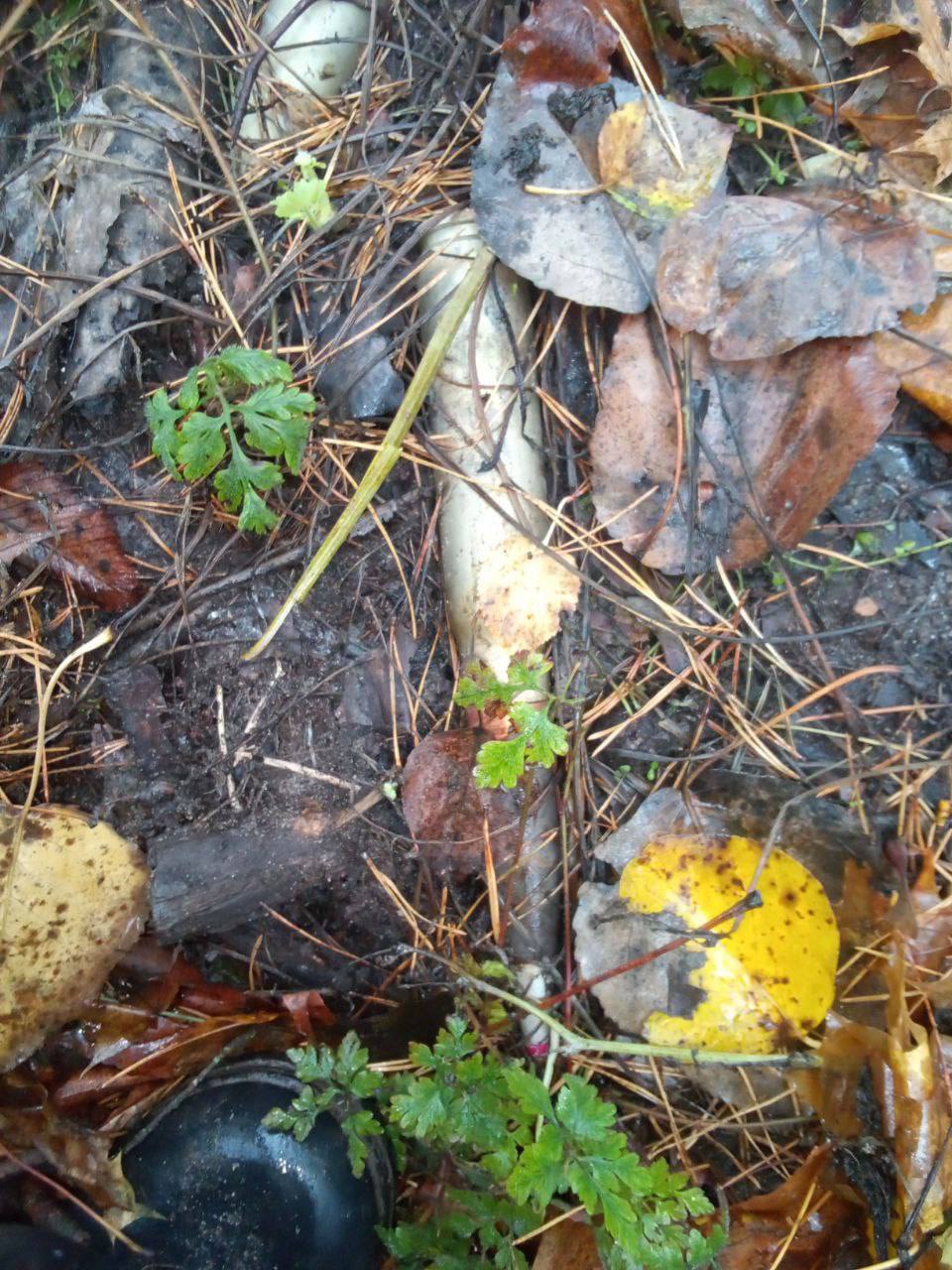 Добровольческой бригадой «БАРС-Курск» продолжается работа по разминированию Курской области Добровольческой бригадой «БАРС-Курск» продолжается работа по разминированию Курской области