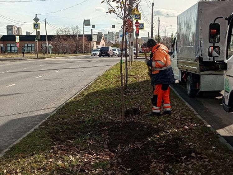 Подрядчик в рамках гарантии восстановил погибшие зеленые насаждения, высаженные по контракту осенью 2024 года Подрядчик в рамках гарантии восстановил погибшие зеленые насаждения, высаженные по контракту осенью 2024 года