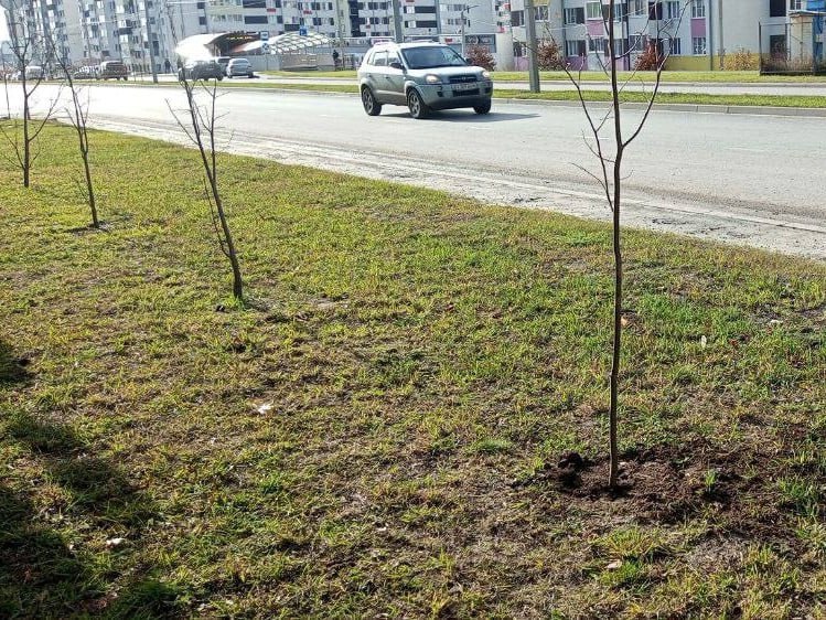 В Курске подрядчик по гарантии восстановил погибшие 10 деревьев и 37 кустарников В Курске подрядчик по гарантии восстановил погибшие 10 деревьев и 37 кустарников