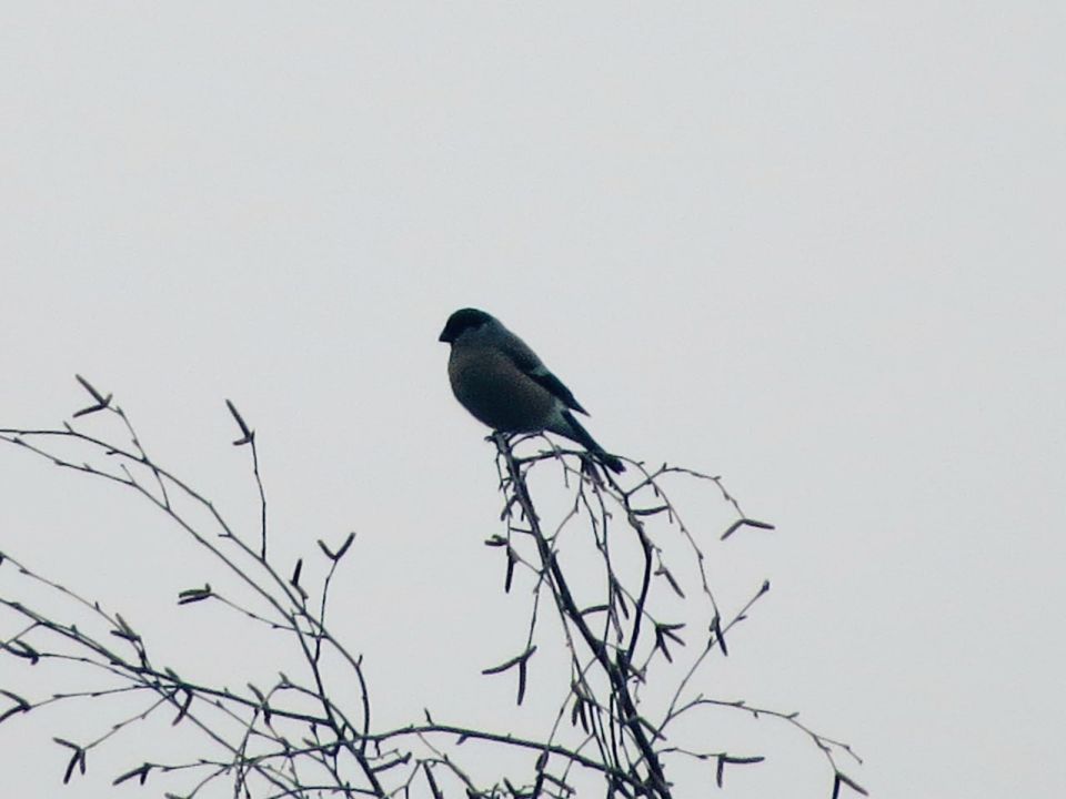 Первые снегири прилетели в Курскую область Первые снегири прилетели в Курскую область