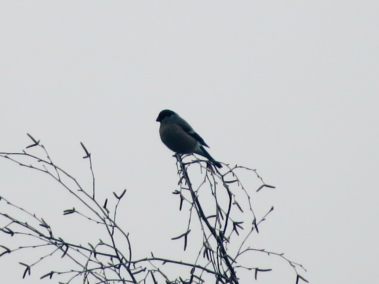 Первые снегири прилетели в Курскую область Первые снегири прилетели в Курскую область