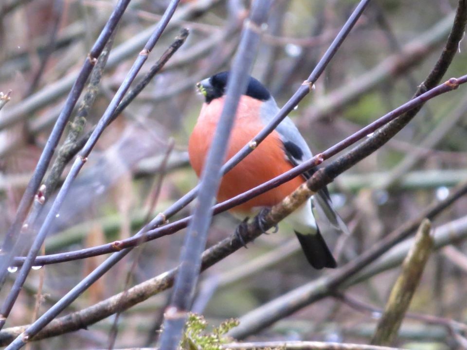 Первые снегири прилетели в Курскую область Первые снегири прилетели в Курскую область