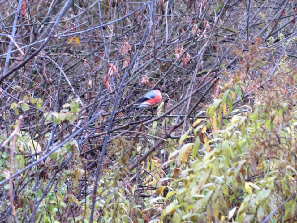 Первые снегири прилетели в Курскую область Первые снегири прилетели в Курскую область