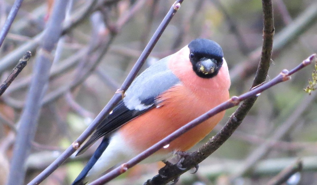 Первые снегири прилетели в Курскую область