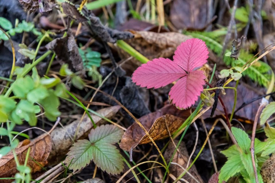 Сотрудники администрации Центрального округа устроили субботник Сотрудники администрации Центрального округа устроили субботник
