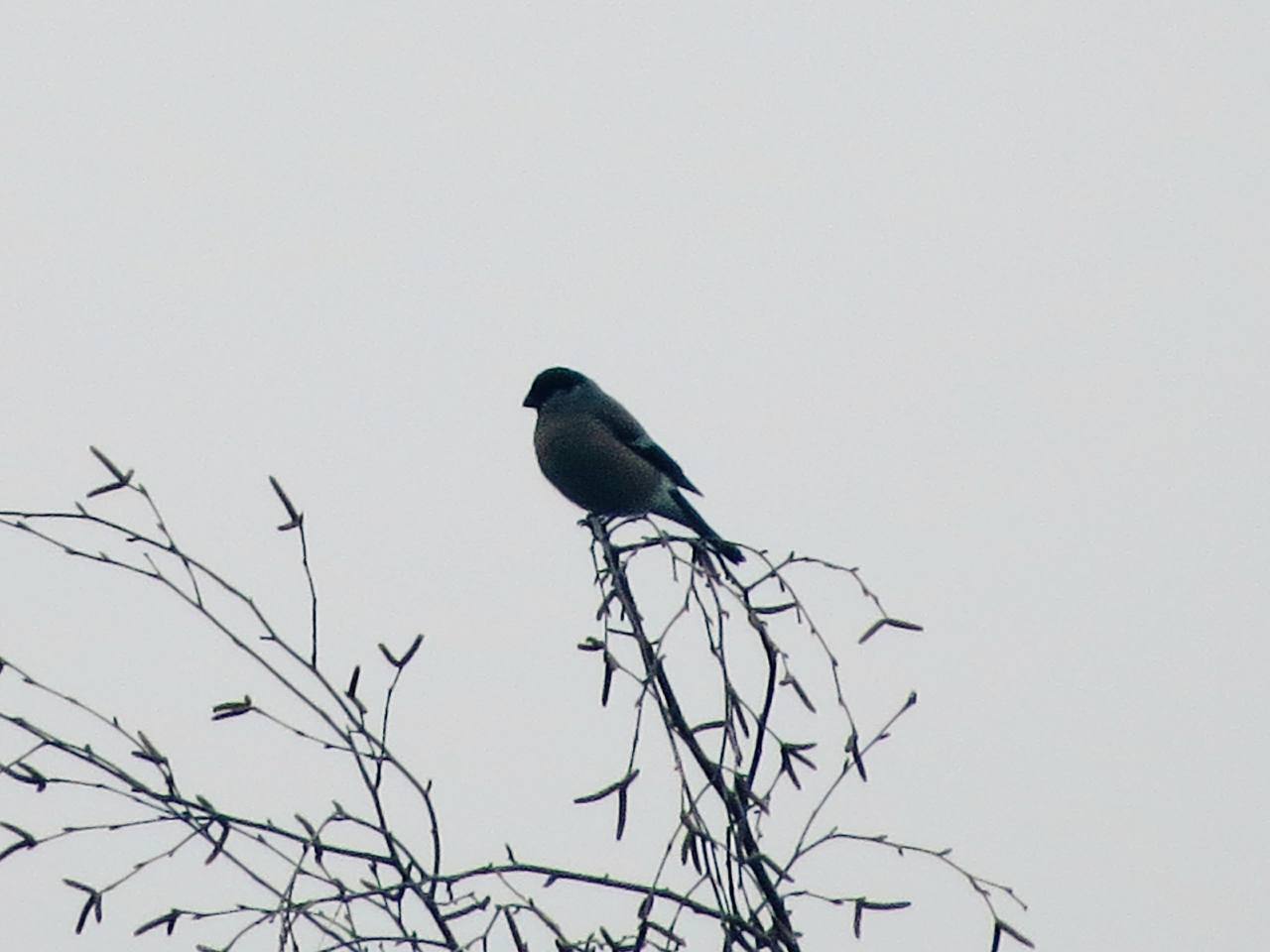 Первые снегири сезона замечены в Курске Первые снегири сезона замечены в Курске