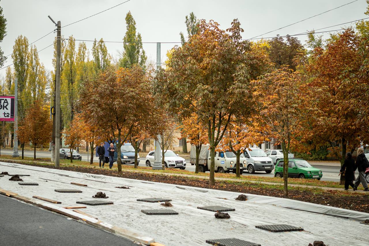 Старые тополя на Сумской заменят на каштаны за счёт предпринимателя