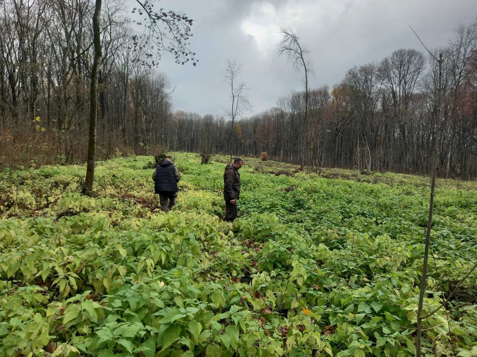 Минприроды Курской области продолжает проводить ревизии гослесфонда Минприроды Курской области продолжает проводить ревизии гослесфонда
