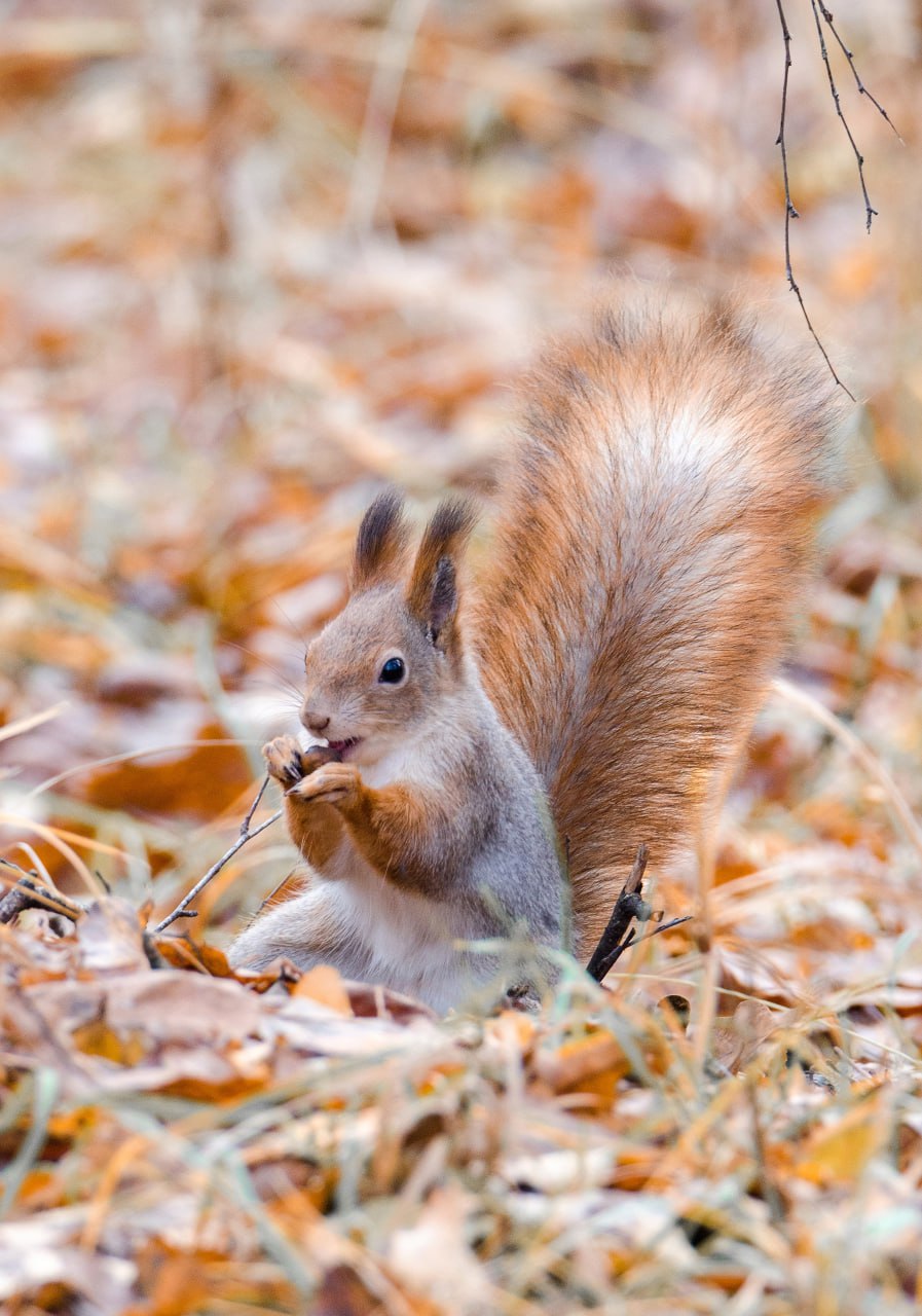 Доброе утро! Железногорское ноябрьское настроение от Константина Ларина