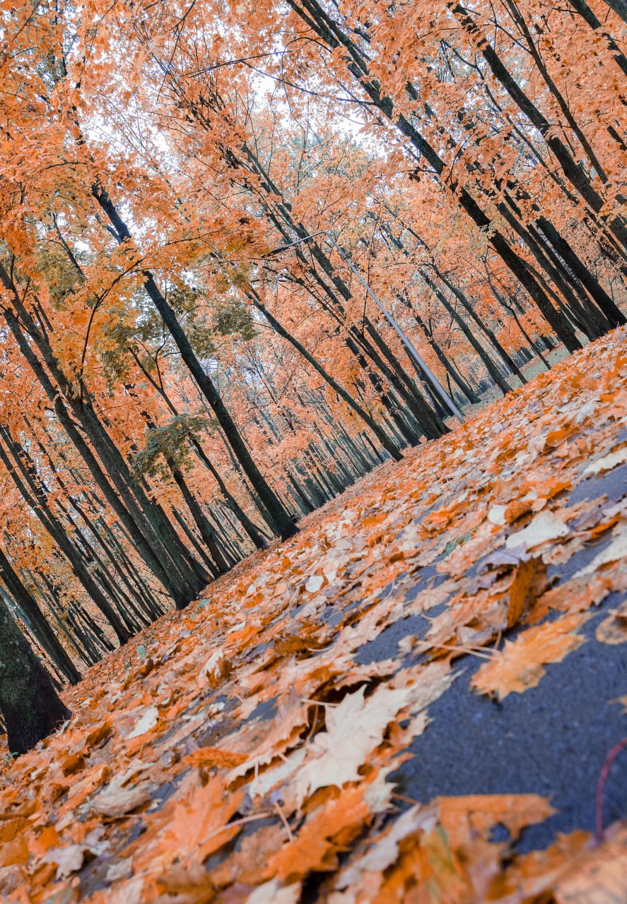 Доброе утро! Железногорское ноябрьское настроение от Константина Ларина Доброе утро! Железногорское ноябрьское настроение от Константина Ларина