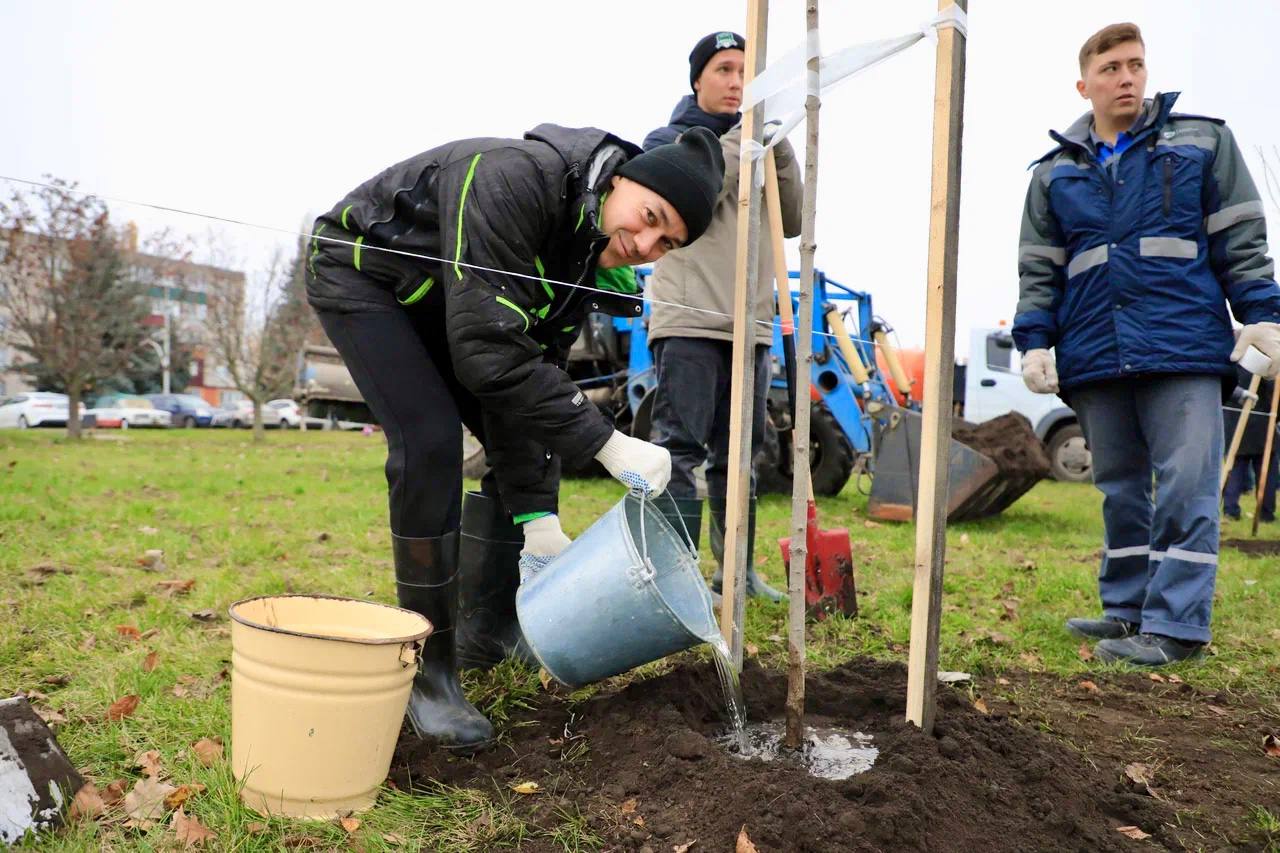 Что объединяет 80-летие атомной промышленности и 80 клёнов? Что объединяет 80-летие атомной промышленности и 80 клёнов?