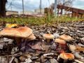 Огромное количество грибов выросло на улице Ленина в Курске, на территории неработающего сейчас катка