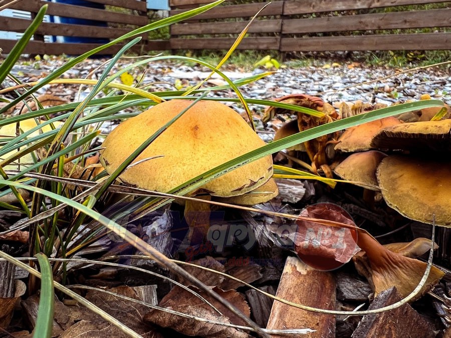 Огромное количество грибов выросло на улице Ленина в Курске, на территории неработающего сейчас катка Огромное количество грибов выросло на улице Ленина в Курске, на территории неработающего сейчас катка