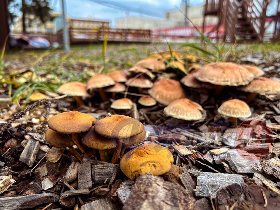 Огромное количество грибов выросло на улице Ленина в Курске, на территории неработающего сейчас катка Огромное количество грибов выросло на улице Ленина в Курске, на территории неработающего сейчас катка