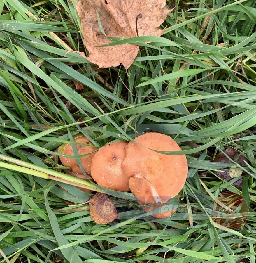 Огромное количество грибов выросло на улице Ленина в Курске, на территории неработающего сейчас катка Огромное количество грибов выросло на улице Ленина в Курске, на территории неработающего сейчас катка