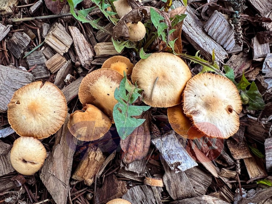 Огромное количество грибов выросло на улице Ленина в Курске, на территории неработающего сейчас катка Огромное количество грибов выросло на улице Ленина в Курске, на территории неработающего сейчас катка