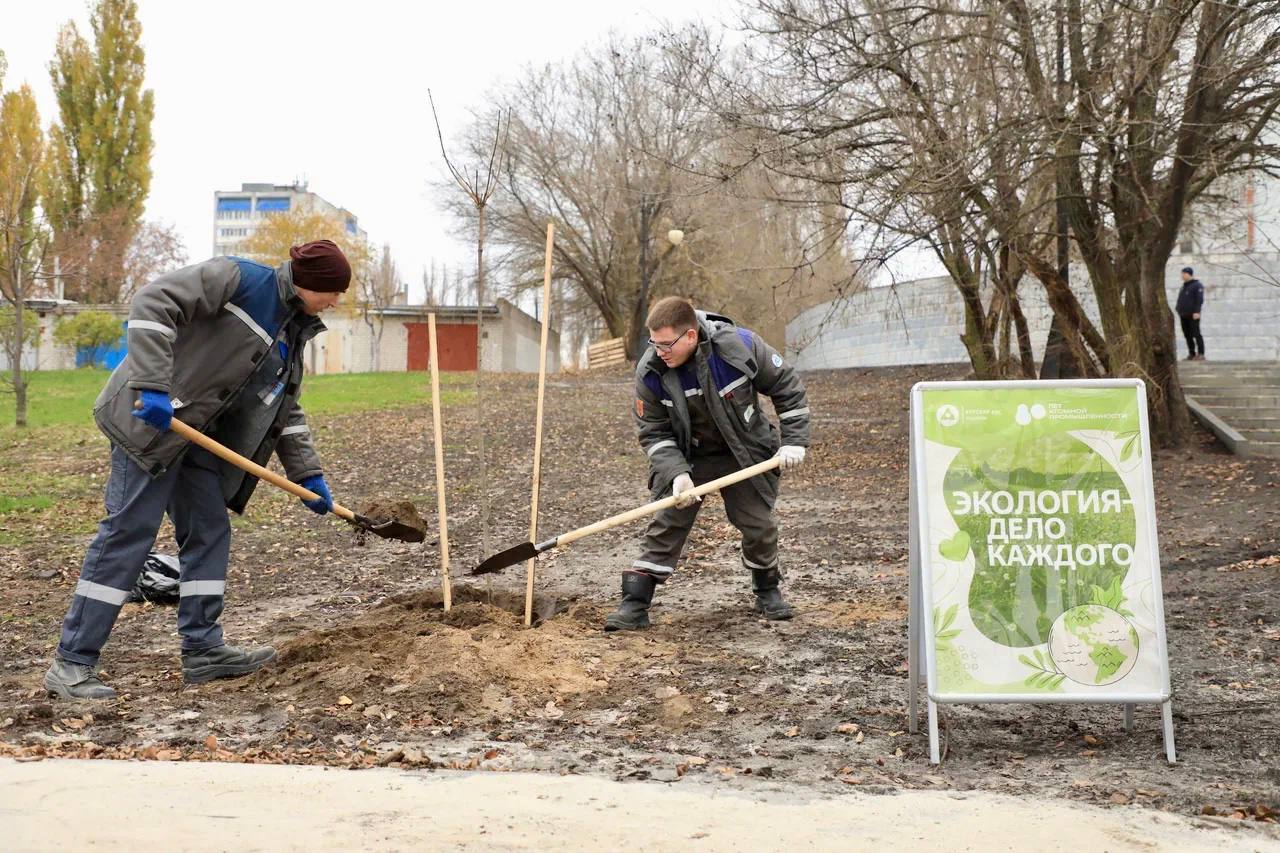 Что объединяет 80-летие атомной промышленности и 80 клёнов? Что объединяет 80-летие атомной промышленности и 80 клёнов?