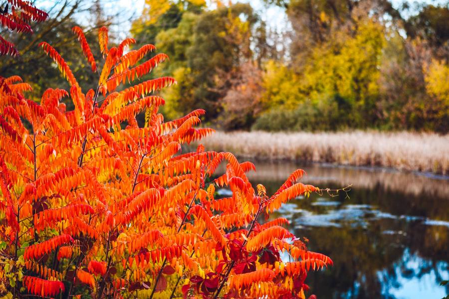 Основным фактором, формирующим погоду в Курской области, остается обширный антициклон
