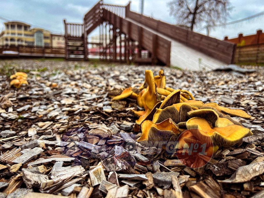 Огромное количество грибов выросло на улице Ленина в Курске, на территории неработающего сейчас катка Огромное количество грибов выросло на улице Ленина в Курске, на территории неработающего сейчас катка