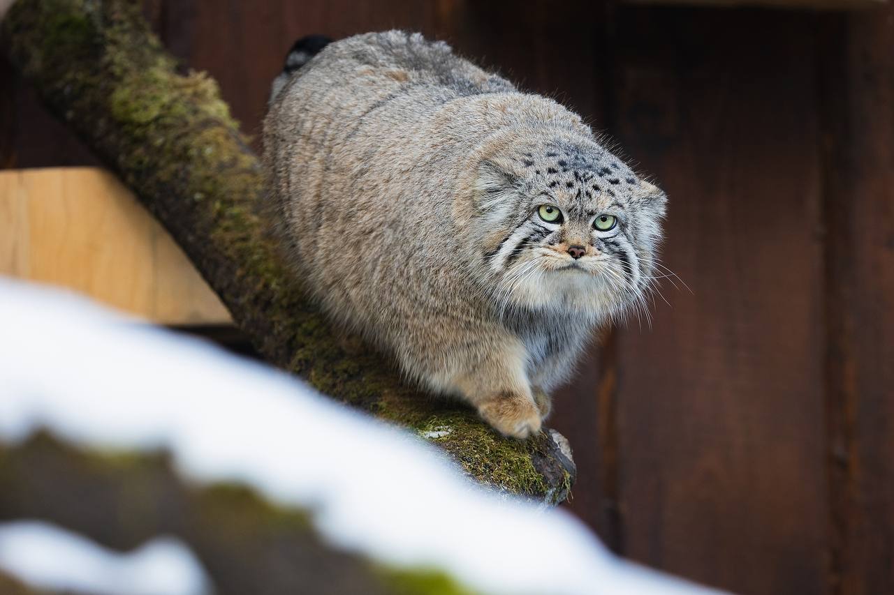 Так выглядит красноярский манул Борис на зажировке - его вес перевалил за 6 кг Так выглядит красноярский манул Борис на зажировке - его вес перевалил за 6 кг
