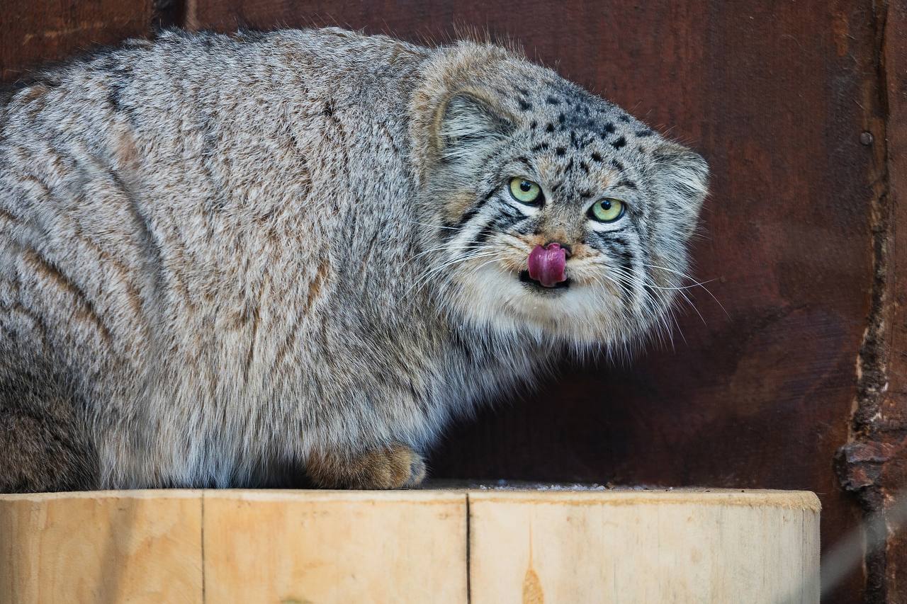 Так выглядит красноярский манул Борис на зажировке - его вес перевалил за 6 кг Так выглядит красноярский манул Борис на зажировке - его вес перевалил за 6 кг