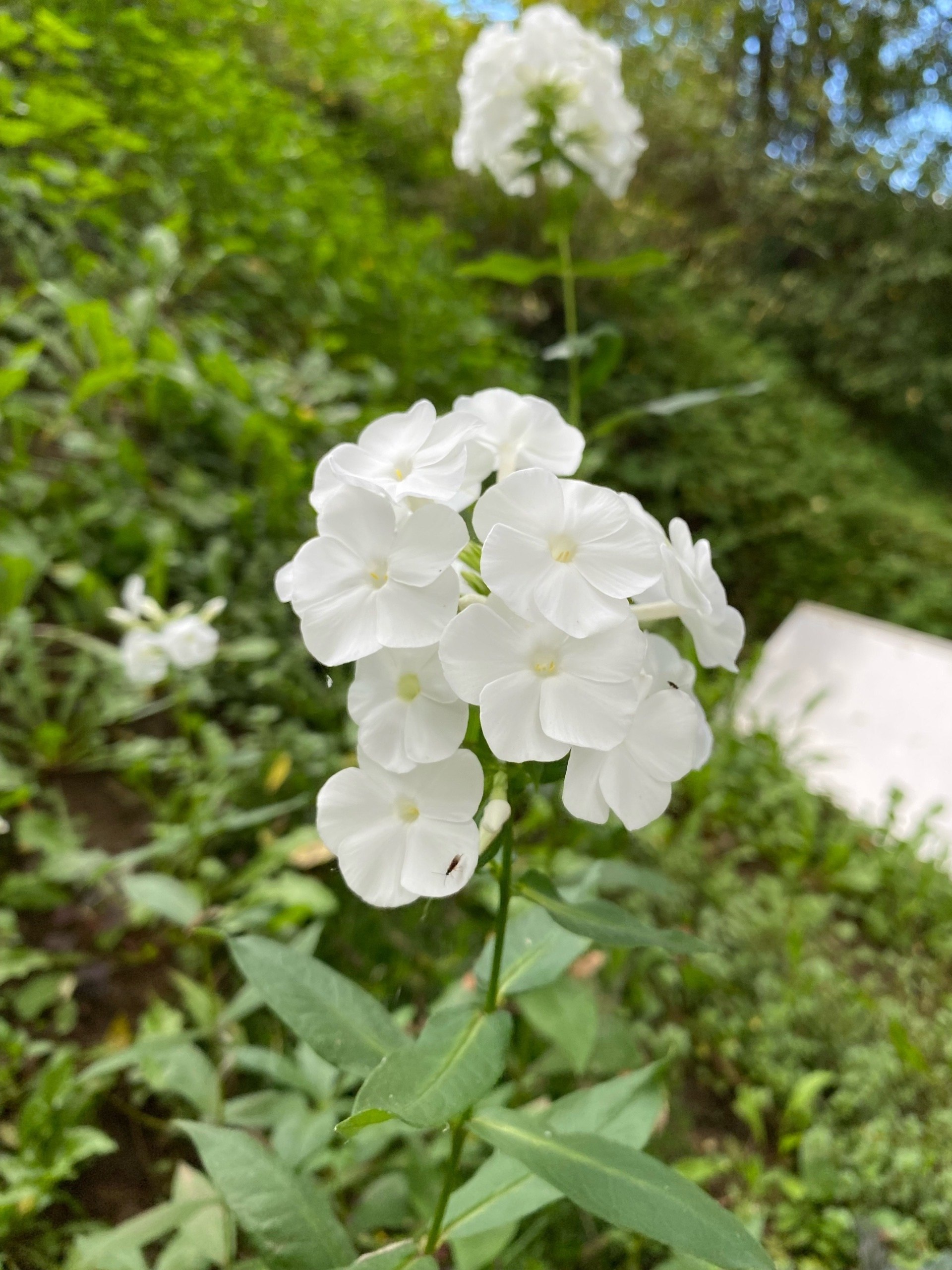 Сегодня, 8 ноября, мы чтим память святого великомученика Димитрия Солунского – покровителя воинов и всех, кто ищет утешения и защиты Сегодня, 8 ноября, мы чтим память святого великомученика Димитрия Солунского – покровителя воинов и всех, кто ищет утешения и защиты