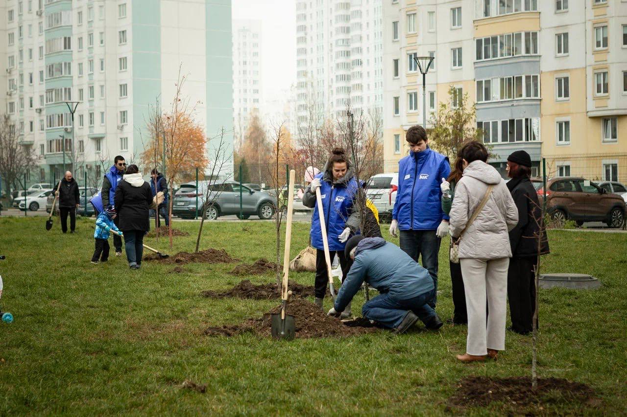 Единороссы, молодогвардейцы и общественники высадили в сквере Молодежный молодые липы Единороссы, молодогвардейцы и общественники высадили в сквере Молодежный молодые липы