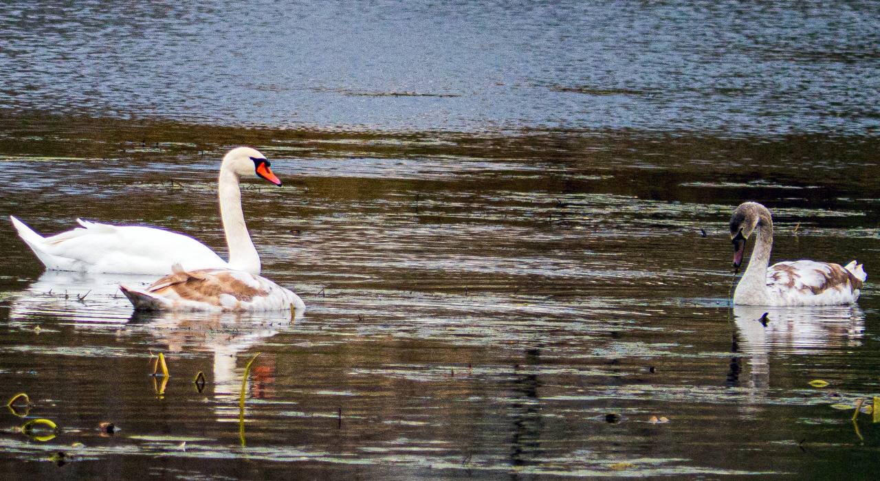 Лебединая осень. Этой осенью Курск стал настоящим пристанищем для лебедей Лебединая осень. Этой осенью Курск стал настоящим пристанищем для лебедей