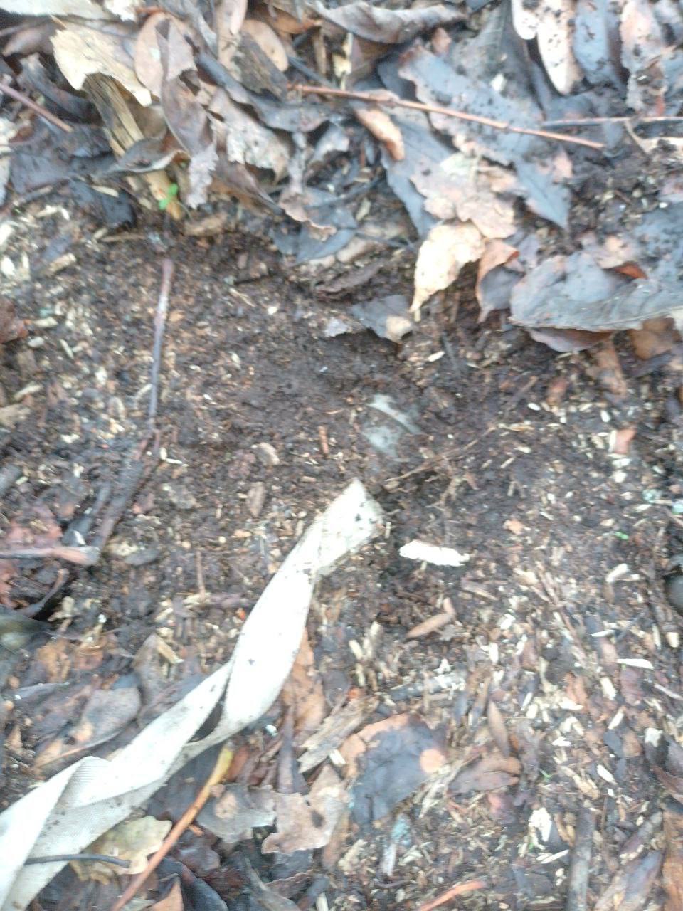 Добровольческая бригада «БАРС-Курск» продолжает работу по разминированию Курской области Добровольческая бригада «БАРС-Курск» продолжает работу по разминированию Курской области