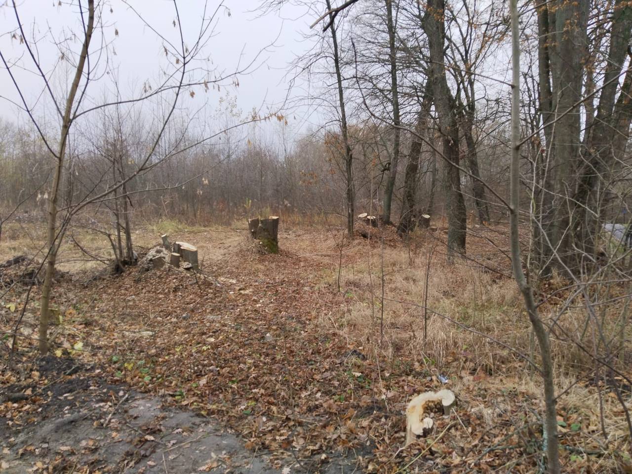 Сегодня посетил любимый горожанами парк «Боевая дача» Сегодня посетил любимый горожанами парк «Боевая дача»