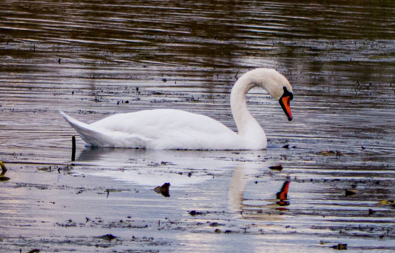 Лебеди-гастролёры остановились в Курске Лебеди-гастролёры остановились в Курске
