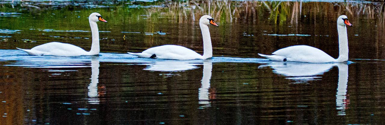 Лебеди-гастролёры остановились в Курске Лебеди-гастролёры остановились в Курске