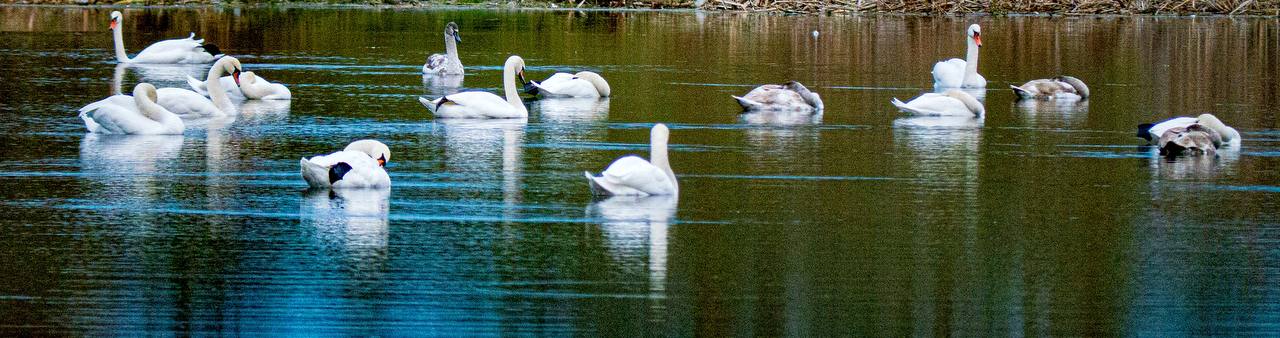 Лебеди-гастролёры остановились в Курске