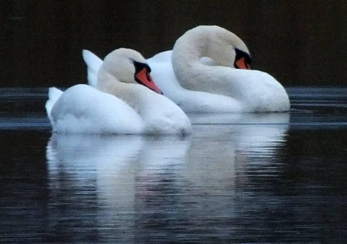 Лебеди-гастролёры остановились в Курске Лебеди-гастролёры остановились в Курске