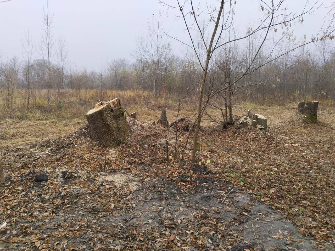 Сегодня посетил любимый горожанами парк «Боевая дача» Сегодня посетил любимый горожанами парк «Боевая дача»