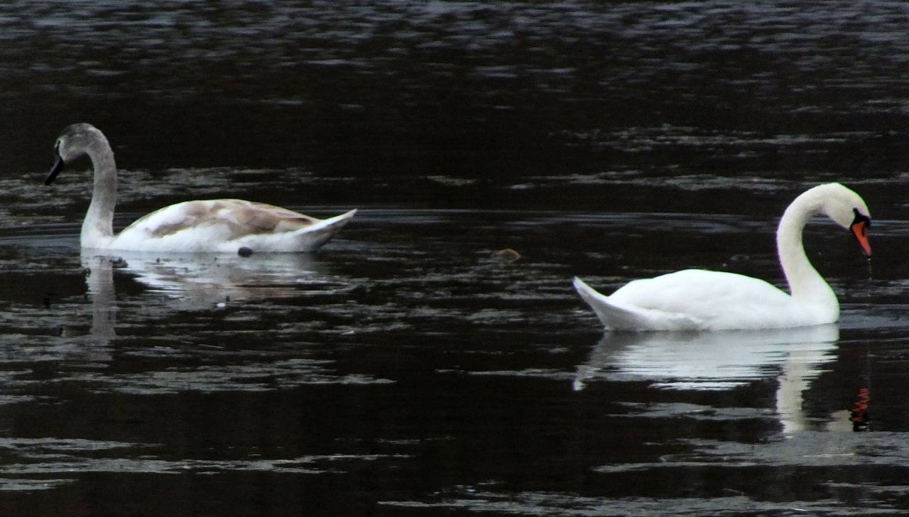 Лебединая осень. Этой осенью Курск стал настоящим пристанищем для лебедей Лебединая осень. Этой осенью Курск стал настоящим пристанищем для лебедей
