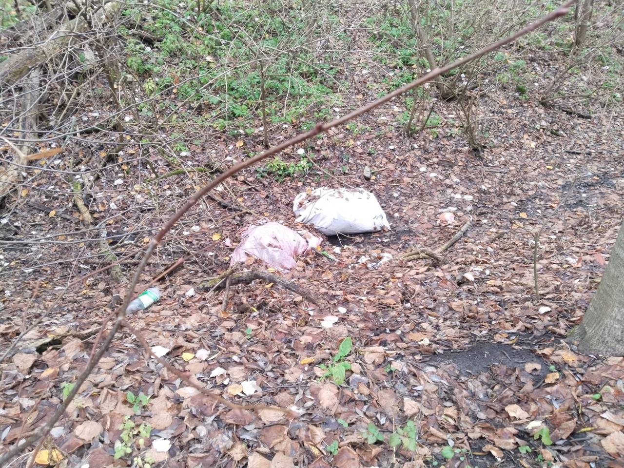 Максим Левин указал на недоработки подрядчика и Дирекции ООПТ в содержании парка «Боева дача» в Курске Максим Левин указал на недоработки подрядчика и Дирекции ООПТ в содержании парка «Боева дача» в Курске