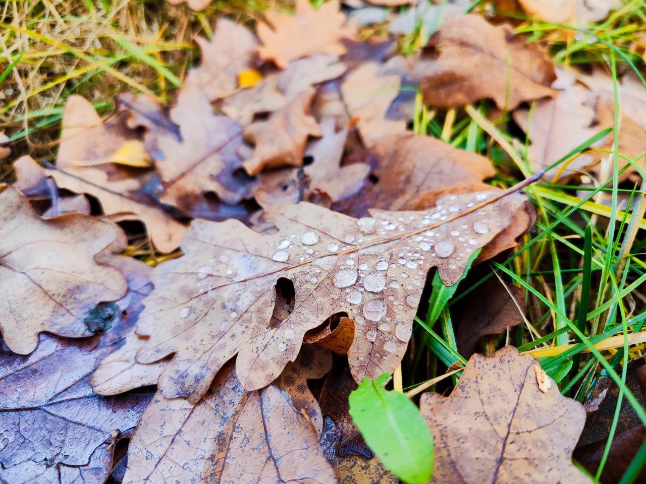 Доброе утро, друзья!. Сегодня, 12 ноября, в регионе ожидается пасмурная погода