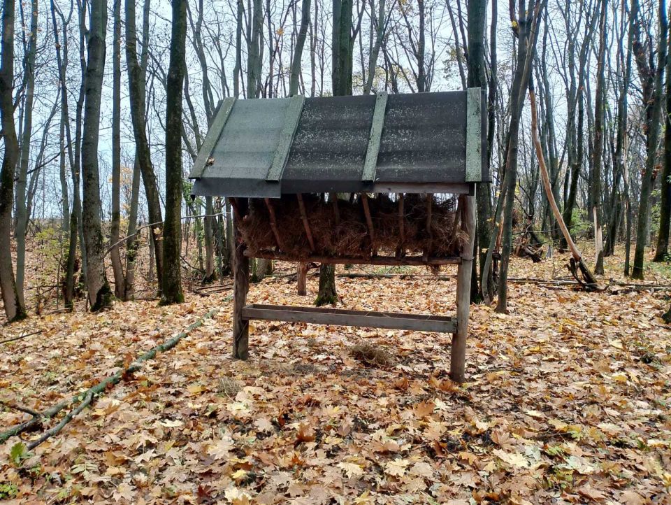 Сотрудники Минприроды провели 154 рейда по защите животного мира