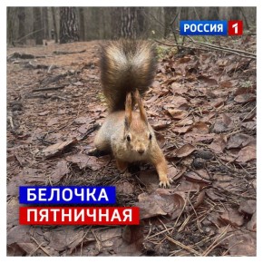 14 ноября, пятница. Если вы всю неделю крутились белочкой, для вас хорошая новость — колесо под лапками скоро остановится